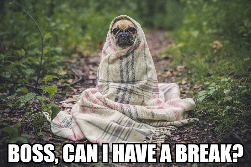 Meme Monday - Poor Dog